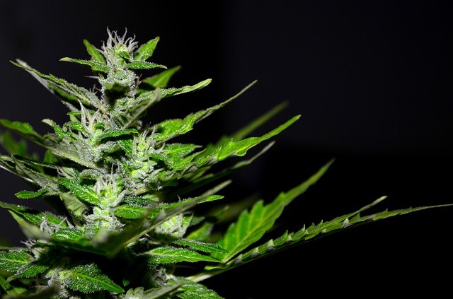 lecznicza marihuana - roślina